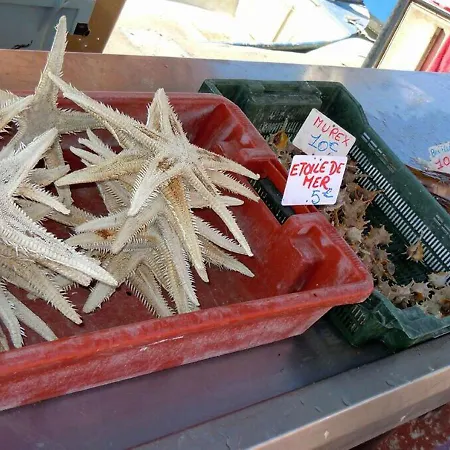 La Marina Saint-Cyprien (Pyrenees-Orientales)